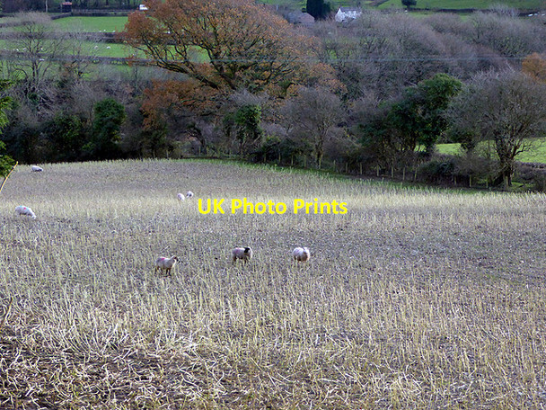 Photo 6"x4" Grazing sheep  Nantyronen Station c2017