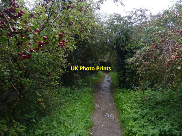 Photo 6"x4" Peddars Way & Norfolk Coast Path near Wells-next-the-Sea Wells-Next-The-Sea c2017