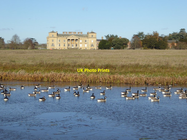 Photo 6"x4" Canada geese and Croome Court Dunstall Common c2017