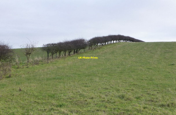 Photo 6"x4" Pasture with hedge beside public footpath Beal\/NU0642 c2017