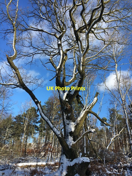 Photo 6"x4" Winter tree in Sheffield Plantation Nether Padley c2017