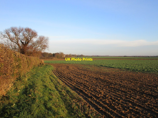 Photo 6"x4" Field of oilseed rape at Elstronwick Elstronwick c2017
