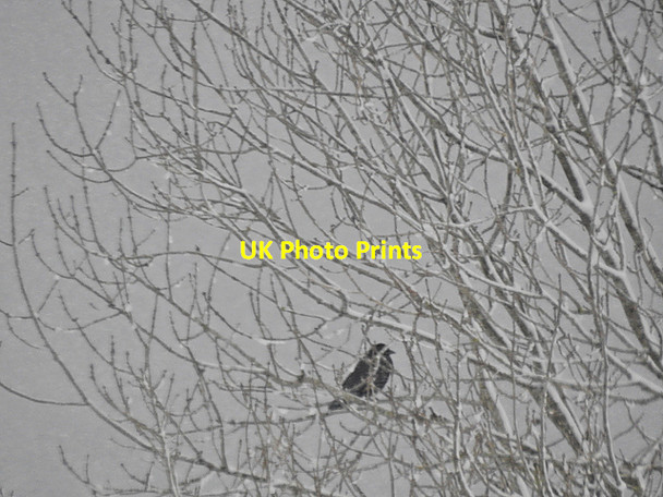 Photo 6"x4" Crow in the snow Pisgah\/SN6777 c2017