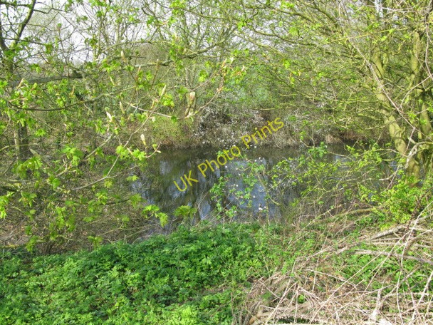 Photo 6"x4" A well hidden pond to the W of Redhouse Lane Petham c2009