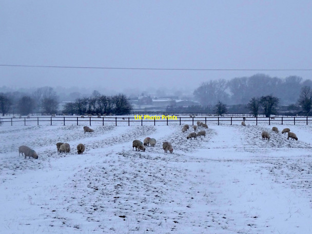 Photo 6"x4" Sheep in a snow-covered ridge and furrow field Burnaston c2017