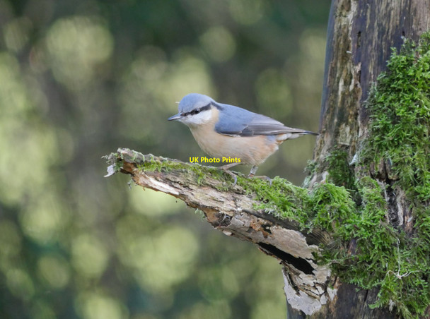 Photo 6"x4" A Nuthatch at Leighton Moss Crag Foot c2017