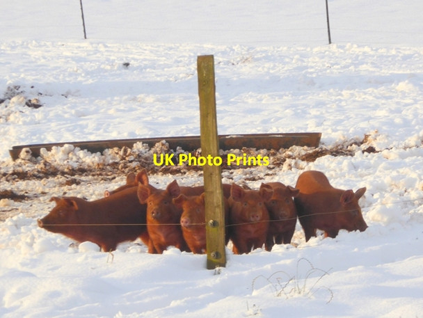 Photo 6"x4" Tamworth Red piglets at Hornton Grounds Farm Hornton c2017