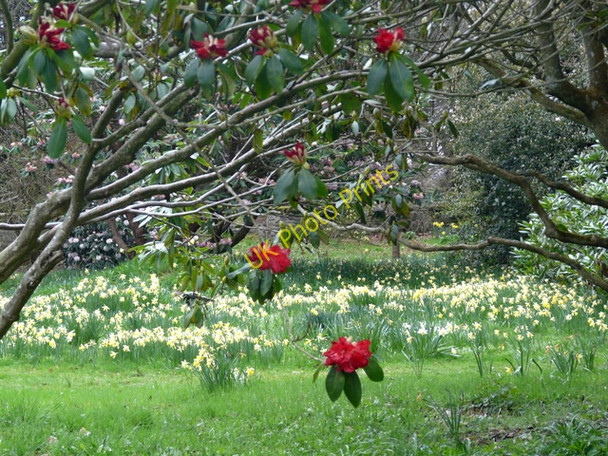 Photo 6"x4" Brodie Castle Gardens. Dyke\/NH9858 c2009