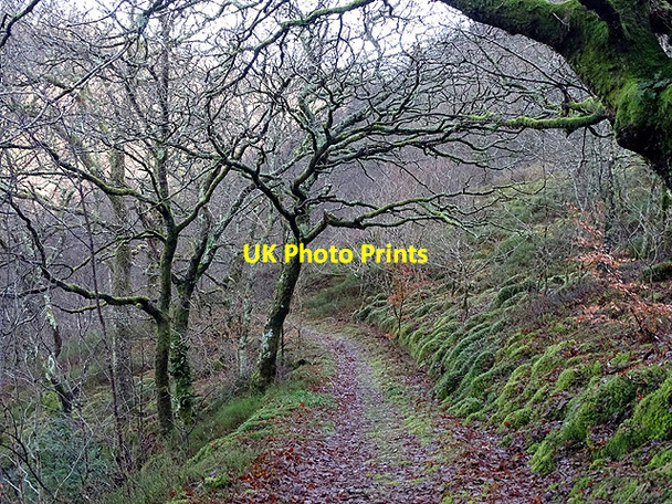 Photo 6"x4" Path through Coed Rheidol Devil's Bridge\/Pontarfynach c2017