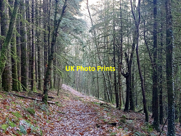 Photo 6"x4" Path in Coed Rheidol Devil's Bridge\/Pontarfynach c2017