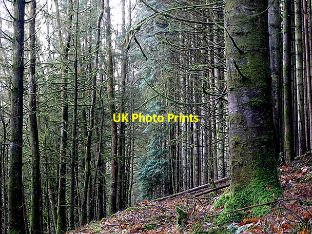 Photo 6"x4" In Coed Rheidol National Nature Reserve Devil's Bridge\/Pontarfynach c2017