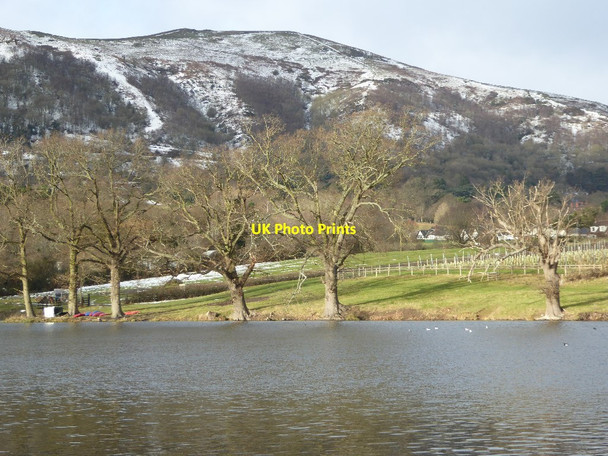 Photo 6"x4" Trees beside New Pool Malvern Common c2017