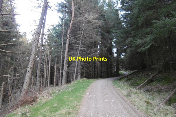 Photo 6"x4" Logging road, Blackhall Forest Strachan c2017