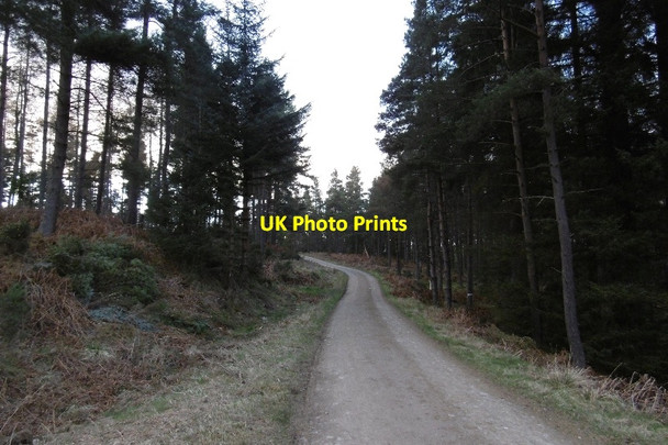 Photo 6"x4" Blackhall Forest Bridge of Canny c2017
