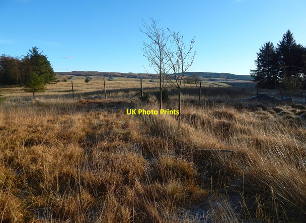 Photo 6"x4" Old boundary of a plantation Alexandria c2017