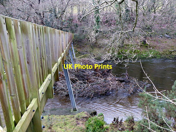 Photo 6"x4" Tree in Afon Rheidol Aberffrwd\/SN6878 c2017