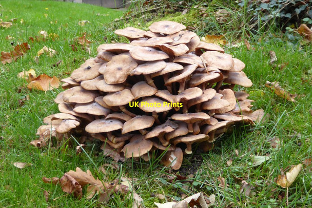 Photo 6"x4" Fungi in Earl's Croome churchyard Baughton c2017
