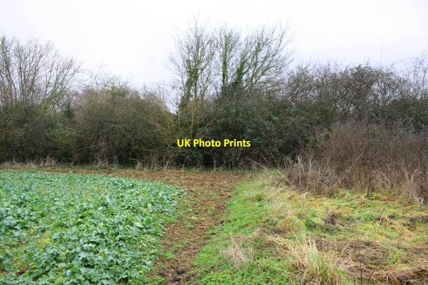 Photo 6"x4" Corner of fodder crop field beside A4095 Bicester c2017