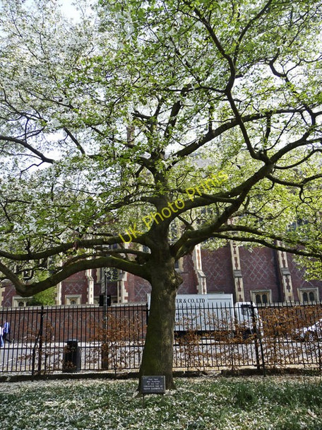 Photo 6"x4" Coronation Tree, Lincoln's Inn Fields, London WC1 London c2009