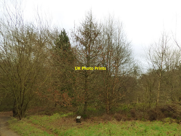 Photo 6"x4" Sessile Oak in Chevin Forest Otley\/SE2045 c2017