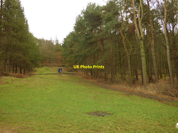 Photo 6"x4" Firebreak in Chevin Forest Otley\/SE2045 c2017