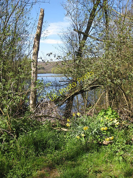 Photo 6"x4" A glimpse of the lake Kingsfield\/SO5249 c2009