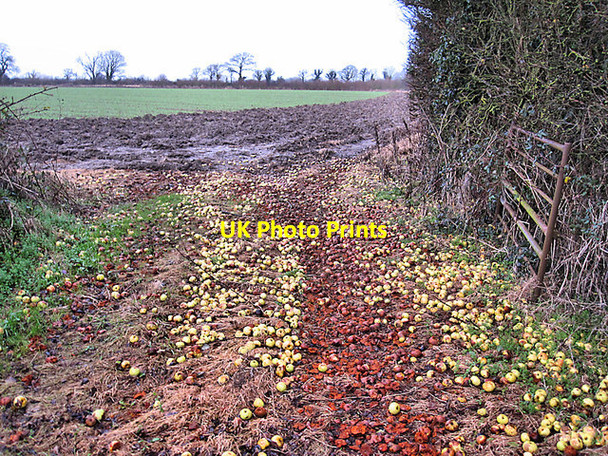 Photo 6"x4" Rotten Apples Kilkenny\/S5156 c2017