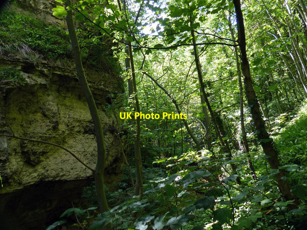 Photo 6"x4" Woodland in the Hawthorn Dene Easington Colliery c2017
