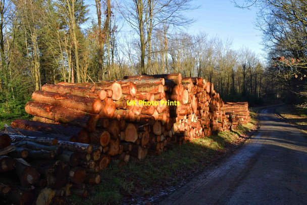 Photo 6"x4" Stacked logs by forestry road, Wyre Forest, nr Buttonoak Buttonbridge c2017