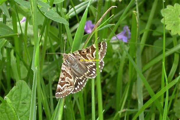 Photo 6"x4" Mother Shipton moth in Pond Wood, Brede High Woods Chitcombe c2005