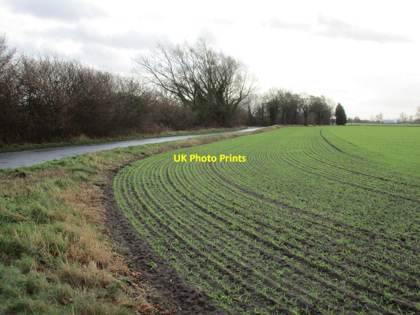 Photo 6"x4" Autumn sown crop and Naburn Lane, Deighton Deighton\/SE6244 c2017