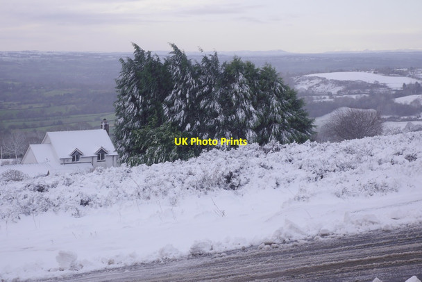 Photo 6"x4" Conifers, Clee Hill Common Cornbrook c2017