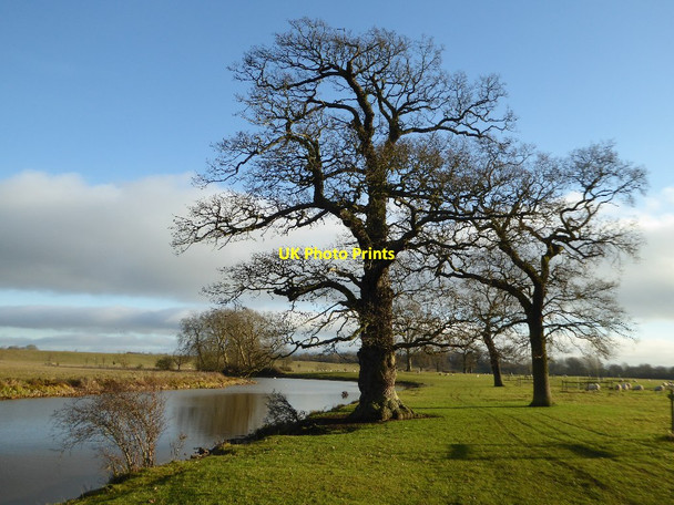 Photo 6"x4" Trees beside Croome River Dunstall Common c2017