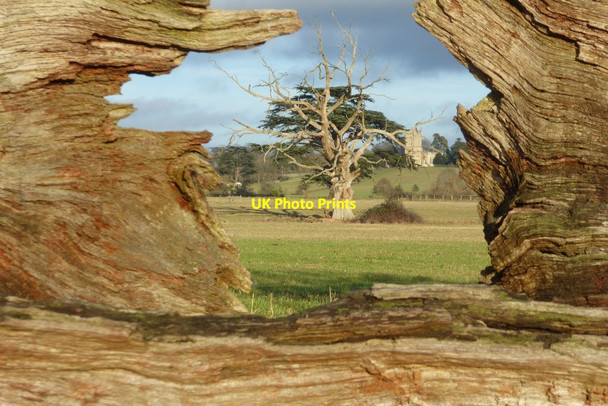 Photo 6"x4" Croome Park framed in a fallen tree trunk Dunstall Common c2017