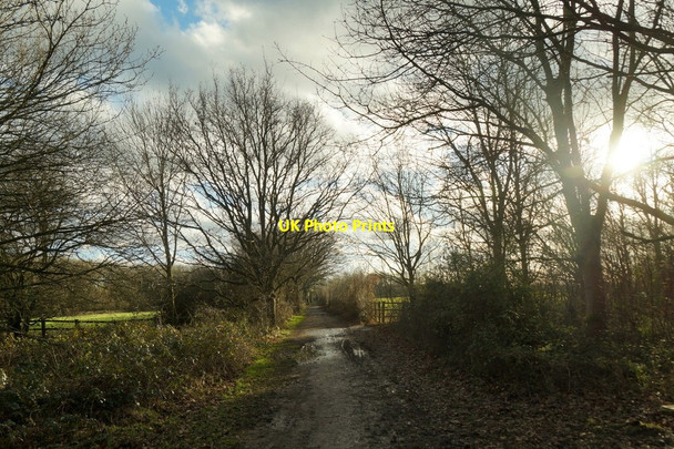 Photo 6"x4" Track in Horton Country Park Epsom c2018