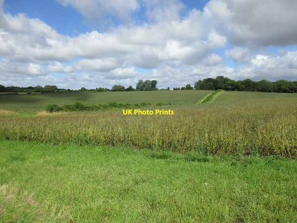 Photo 6"x4" Bean field and Rabbit Copse Beauworth c2017