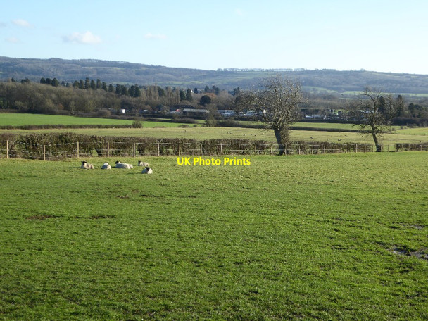 Photo 6"x4" Sheep at Naunton Farm Frampton Court\/SP0132 c2018