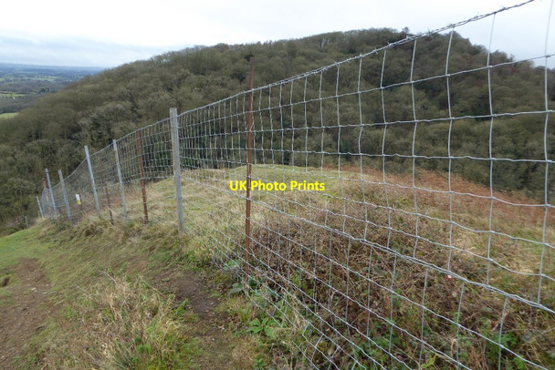 Photo 6"x4" Fence above Gullet Quarry Chandler's Cross\/SO7738 c2017