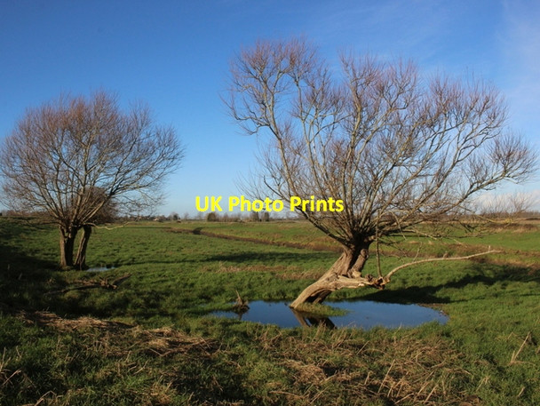 Photo 6"x4" Willows on The Levels Oath c2018