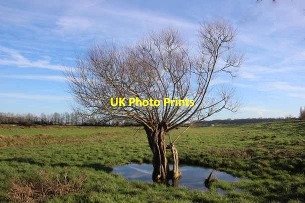 Photo 6"x4" Willow on the Levels Oath c2018