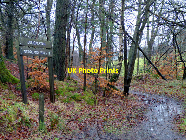 Photo 6"x4" Dougalston Woodland Walk Milngavie c2018 P1