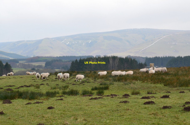 Photo 6"x4" Sheep at the feeder, Mauldslie Tweeddaleburn\/NT2752 c2018