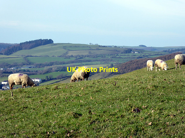 Photo 6"x4" Grazing on the hillside Maes-bangor c2018