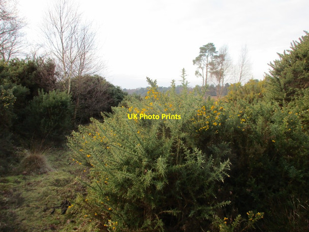 Photo 6"x4" Flowering gorse, Skipwith Common Skipwith c2018