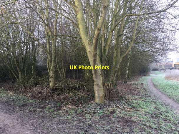 Photo 6"x4" Planted trees overtop blackthorn thickets, Walsgrave, east Coventry Walsgrave on Sowe c2017
