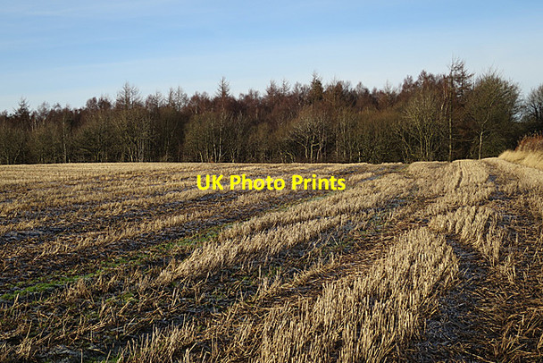 Photo 6"x4" Stubble Field Seafield\/NT0066 c2018