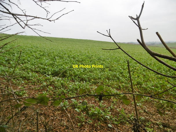 Photo 6"x4" Puddletown, cropland Northbrook\/SY7594 c2018