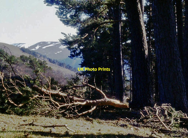 Photo 6"x4" Windfall in woodland above Invercauld Castleton\/NO1591 c1984