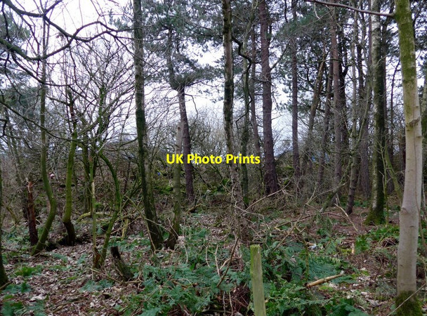 Photo 6"x4" Strathbrock and Kirkhill Woodlands Livingston c2018
