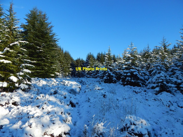 Photo 6"x4" Ascending Pappert Hill Bonhill c2017